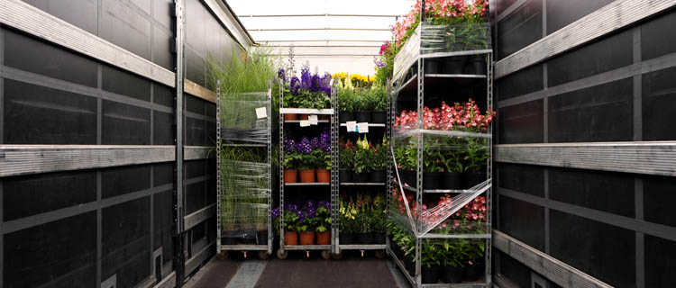 Перевозка живых цветов рефрижератором