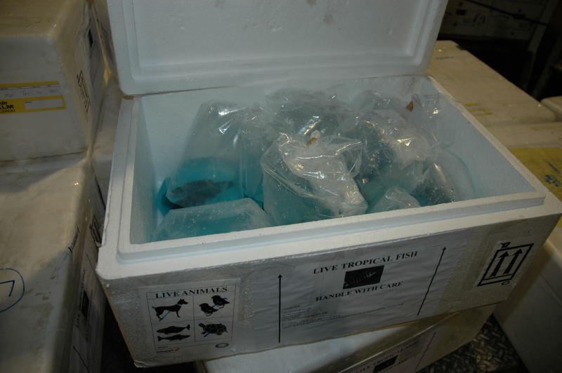 транспортировка аквариумных рыб 