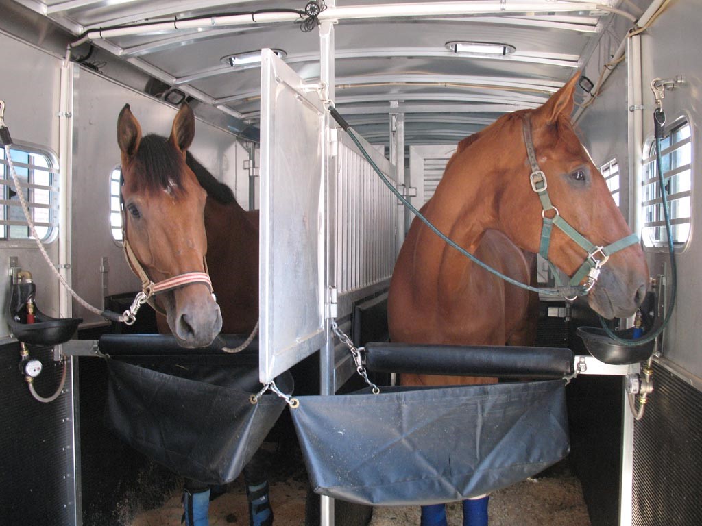 перевозка лошадей
