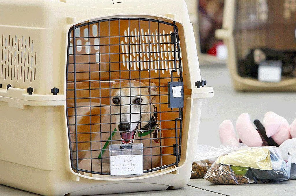 правила перевозки животных